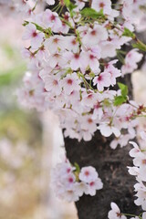 Wall Mural - Cherry Blossom
