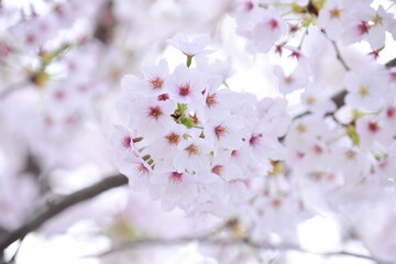 Wall Mural - Cherry Blossom