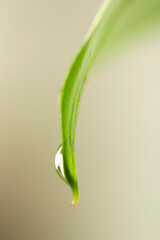 Wall Mural - green leaf with water droplet