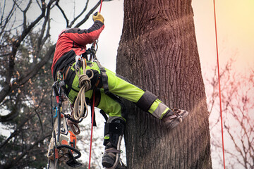 Specialized lumberjack with climbing equipment climbs a tree due to the gradual cutting of a diseased linden tree in a built up area.