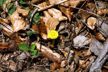 Wall Mural - Coltsfoot 