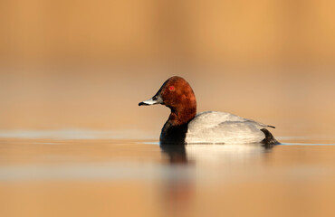 Sticker - Common pochard bird duck male ( Aythya ferina ) close up Photo taken in beautiful sunny morning