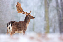 Fallow Deer. Fallow Deer In Winter Landscape. Landscape With Snow. Animal In Snow.