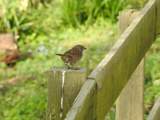 Wall Mural - A sparrow on a wooden fence