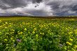 Beautiful summer landscape with flowers and with dramatic cloudy sky.