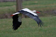 Common White Stork in the Netherlands.