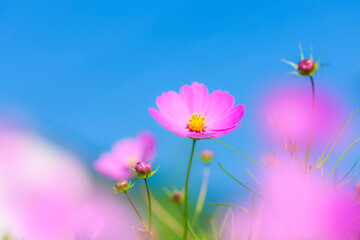 Wall Mural - コスモスの花と青空