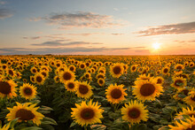Bright Sun On A Warm Coloured Sky In The Evening Sends Its Last Light Rays On The Yellow Summer Field Of Sunflowers. Concept Of Agriculture, Farming, Countryside.