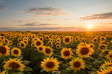 Wall Mural - Bright sun on a warm coloured sky in the evening sends its last light rays on the yellow summer field of sunflowers. Concept of agriculture, farming, countryside.