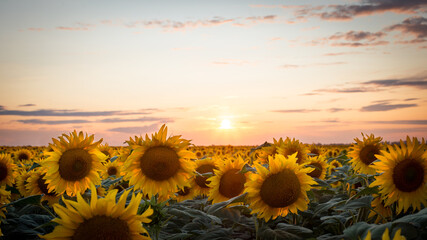 Sticker - Sunset above the sunflowers field. Beauty of nature, rose sky, flowers with yellow petals and green stem and leaves.