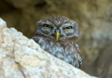 The Little Owl In Natural Habitat (Athene Noctua)