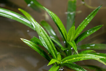 Wall Mural - The fresh green, fragrant pandan leaves are often used to add color and aroma to foods and are also beneficial for health because they contain tannins, glycosides, and alkaloids.