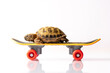 Baby tortoise turtle on a skateboard on a white background