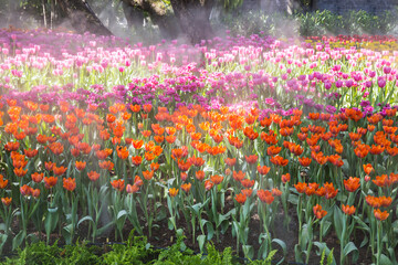 Wall Mural - beautiful tulip in the garden, thailand.