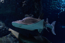 Guitarfish (Rhynchobatus Djiddensis) In The Aquarium Background.                           