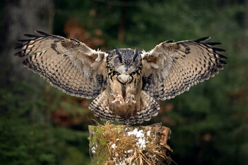 the great eagle owl lands on a tree stump in the forest.
