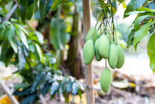 Several Raw Mangos Are On The Mango Tree.