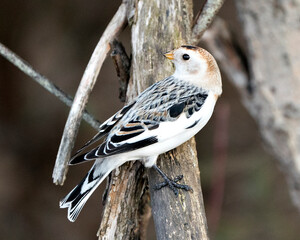 Wall Mural - Snow bunting Photo Stock. Close-up view, perched on a tree branch with a blur background in its environment and habitat. Image. Picture. Portrait.