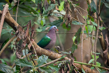 Emerald Dove In The Jungle
