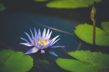 Wall Mural - blue lotus flower blossom or water lily blooming in pond with sunlight in garden outdoor nature.