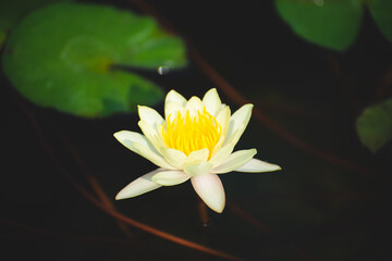 Wall Mural - yellow lotus flower blossom or water lily blooming in pond with sunlight in garden outdoor nature.