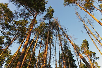 Poster - Beautiful pine trees top bottom up view in perspective on clear blue sky background at Sunny summer evening - environment, East European nature, ecological forest landscape with clean air