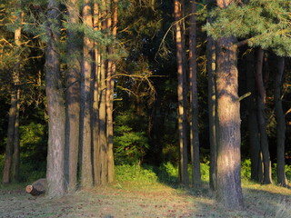 Beautiful pine trees pathway with sun shine in East European pine forest at summer evening 