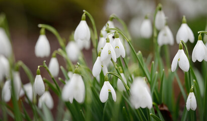 Wall Mural - Blooming forest meadow, white Galanthus (snowdrops) flowers close-up. Early spring in Europe. Pure nature, environmental conservation, ecology, landscaping, gardening, perfume. Peace and joy concepts