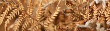 Close-up Of Brown Fern Leaves, Crystal Clear Hoarfrost. Texture, Background, Wallpaper, Graphic Resources. Dark Golden, Bronze Shades. First Snow, Climate Change, Winter, Nature. Concept Art
