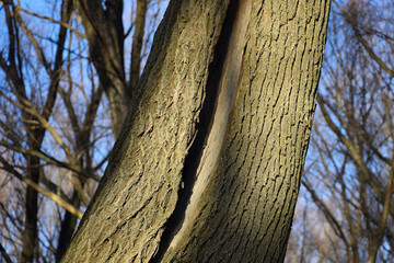 Tree trunk with big deep crack in forest against background of trees and blue sky. Close-up. Selective focus.