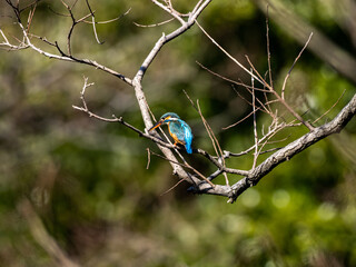 Poster - colorful common kingfisher perched in tree 2