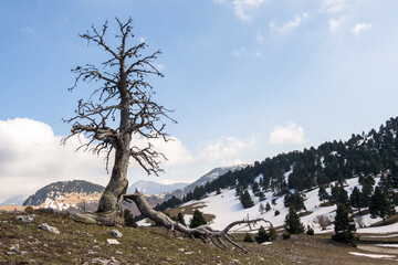 Wall Mural - Dead tree along a hiking trail in the Vercors