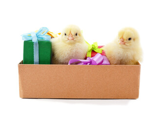 Wall Mural - Little yellow chickens in a box with gifts.