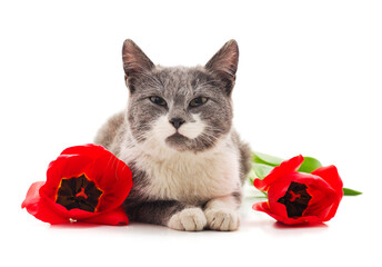 Canvas Print - Little cat with red flowers.