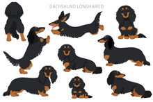 Dachshund Long Haired Clipart. Different Poses, Coat Colors Set