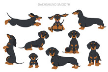 Dachshund Short Haired Clipart. Different Poses, Coat Colors Set