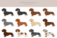 Dachshund Short Haired Clipart. Different Poses, Coat Colors Set
