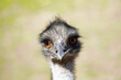 Emu in Nahaufnahme. Portrait eines großen Laufvogels. Dromaius novaehollandiae schaut in die Kamera. 