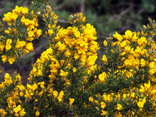 Gorse Bush With Yellow Flowers In Spring