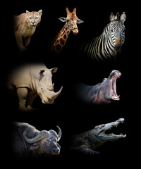 set of seven wildlife animal on black background