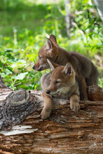 Coyote Pups (Canis Latrans) Sit Together On Log Looking Left Summer