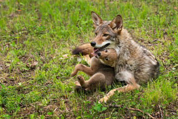 Wall Mural - Coyote Pup (Canis latrans) Squirms and Touches Adult With Tongue Summer