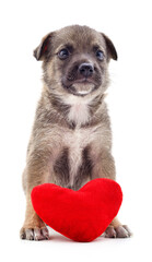 Canvas Print - Gray puppy and red heart.