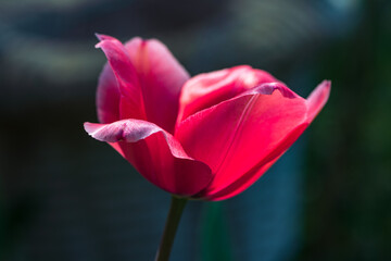 Wall Mural - red tulip flower