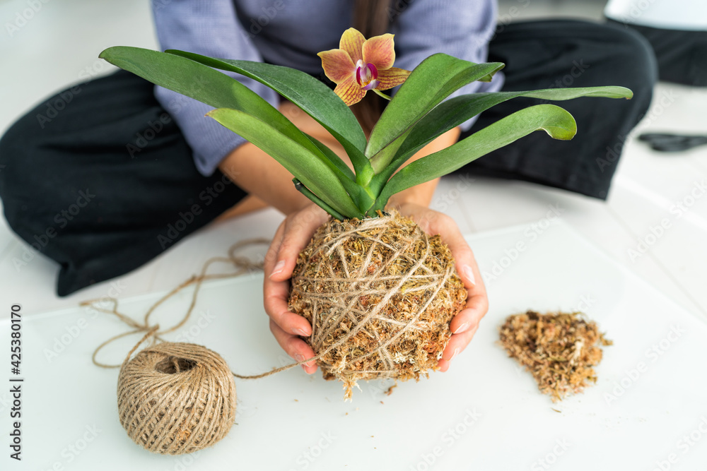 Kokedama plant DIY woman making orchid japanese air floating ball with sphagnum moss and jute rope. Gardening at home. - obrazy, fototapety, plakaty 