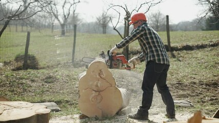 Canvas Print - Lumberjack cutting beech logs