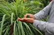 © Sarah Zezulka - Green fresh citronella plant, medicinal plant and herb, a person is rubbing some leaves in his hand, using in oil as repellent for mosquitoes, room freshener and for cleaning