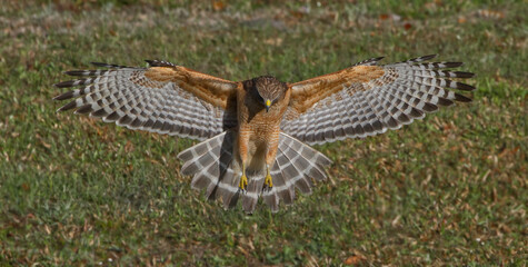 Wall Mural - Red shouldered Hawk (Buteo lineatus) landing on prey, wings extended, great detail, perfect lighting