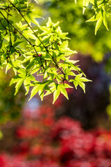 details of a japanese garden. a sunlit green maple branch with the red spot of another variety of ma