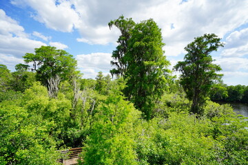 Poster - Landscape of Lettuce lake park in summer
